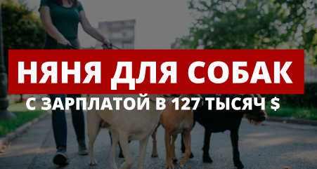 Вакансия дня: Няня для собак за 127 тысяч $ в год